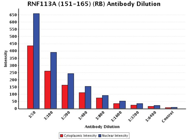 <B>Chart</B><BR/>Anti-RNF113A (151-165): <B>Cat. No. R9406</B>: Intensity analysis of Anti-RNF113A (151-165) staining. Cytoplasmic and nuclear intensity values were obtained at 8 different antibody dilutions (1:50 to 1:6,400) as compared with the negative control. Yale HTCB IF procedure used.