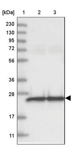 <B>Immunoblotting</B><BR/>Anti-GRPEL1: <B>Cat. No. HPA036647</B>: <BR/><B>Lane</B><BR/>1. Marker [kDa] 230, 130, 95, 72, 56, 36, 28, 17, 11<BR/>2. Human cell line RT-4<BR/>3. Human cell line U-251 MG sp