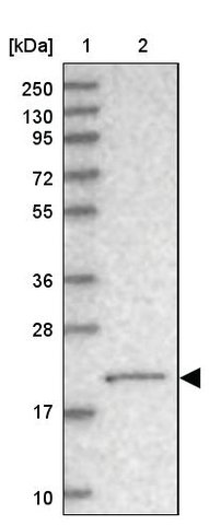 <B>Immunoblotting</B><BR/>Anti-NUDT15: <B>Cat. No. HPA038968</B>: <BR/><B>Lane</B><BR/>1. Marker [kDa] 250, 130, 95, 72, 55, 36, 28, 17, 10<BR/>2. Human cell line RT-4