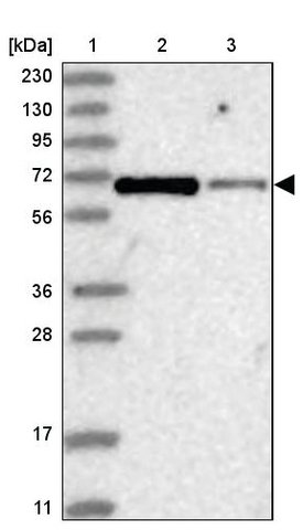 <B>Immunoblotting</B><BR/>Anti-HOMEZ: <B>Cat. No. HPA036317</B>: <BR/><B>Lane</B><BR/>1. Marker [kDa] 230, 130, 95, 72, 56, 36, 28, 17, 11<BR/>2. Human cell line RT-4<BR/>3. Human cell line U-251 MG sp