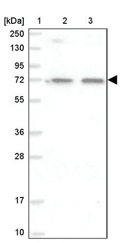<B>Immunoblotting</B><BR/>Anti-ITIH5: <B>Cat. No. HPA038305</B>: <BR/><B>Lane</B><BR/>1. Marker [kDa] 250, 130, 95, 72, 55, 36, 28, 17, 10<BR/>2. Human cell line RT-4<BR/>3. Human cell line U-251 MG sp