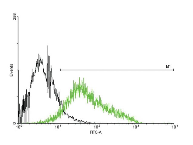 <B>Flow Cytometry</B><BR/>Anti-P2RX4: <B>Cat. No. SAB1406208</B>: Antibody concentration: 1 μg/mL using P2RX4 expressing 293 cells. Green line represents transfected 293 cells, and black line represents Non-transfected (negative control) 293 cells.