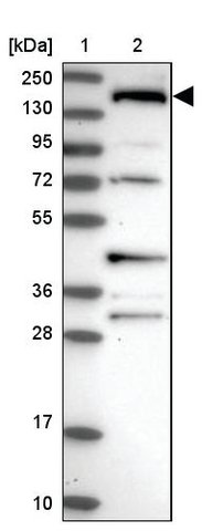<B>Immunoblotting</B><BR/>Anti-SH3TC1: <B>Cat. No. HPA038132</B>: <BR/><B>Lane</B><BR/>1. Marker [kDa] 250, 130, 95, 72, 55, 36, 28, 17, 10<BR/>2. Human cell line RT-4