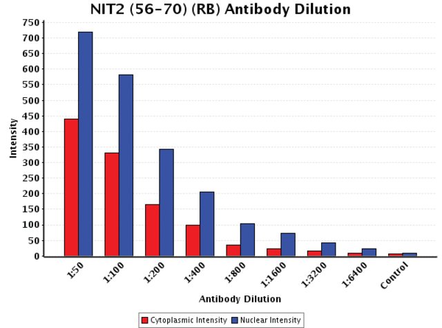 <B>Chart</B><BR/>Anti-NIT2 (56-70): <B>Cat. No. N4664</B>: Intensity analysis of Anti-NIT2 (56-70) staining. Cytoplasmic and nuclear intensity values were obtained at 8 different antibody dilutions (1:50 to 1:6,400) as compared with the negative control. Yale HTCB IF procedure used.