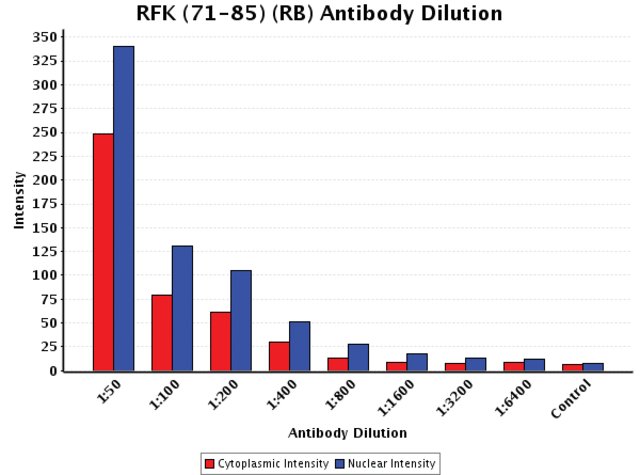 <B>Chart</B><BR/>Anti-RFK (71-85): <B>Cat. No. R6405</B>: Intensity analysis of Anti-RFK (71-85) staining. Cytoplasmic and nuclear intensity values were obtained at 8 different antibody dilutions (1:50 to 1:6,400) as compared with the negative control. Yale HTCB IF procedure used.