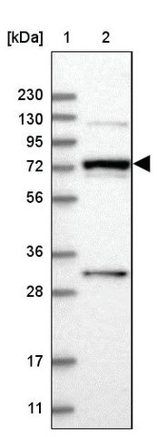 <B>Immunoblotting</B><BR/>Anti-MAN1A2: <B>Cat. No. HPA034559</B>: <BR/><B>Lane</B><BR/>1. Marker [kDa] 230, 130, 95, 72, 56, 36, 28, 17, 11<BR/>2. Human cell line RT-4