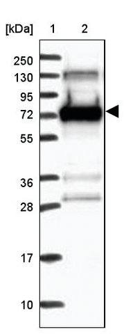 <B>Immunoblotting</B><BR/>Anti-SYTL1: <B>Cat. No. HPA037825</B>: <BR/><B>Lane</B><BR/>1. Marker [kDa] 250, 130, 95, 72, 55, 36, 28, 17, 10<BR/>2. Human cell line RT-4