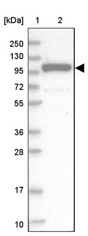 <B>Immunoblotting</B><BR/>Anti-EXOC1: <B>Cat. No. HPA037706</B>: <BR/><B>Lane</B><BR/>1. Marker [kDa] 250, 130, 95, 72, 55, 36, 28, 17, 10<BR/>2. Human cell line RT-4