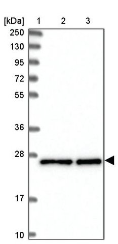 <B>Immunoblotting</B><BR/>Anti-MESDC2: <B>Cat. No. HPA039414</B>: <BR/><B>Lane</B><BR/>1. Marker [kDa] 250, 130, 95, 72, 55, 36, 28, 17, 10<BR/>2. Human cell line RT-4<BR/>3. Human cell line U-251 MG sp