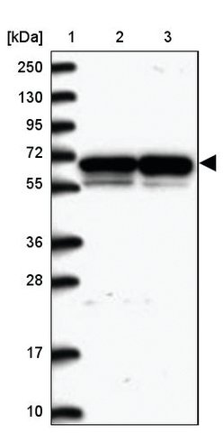 <B>Immunoblotting</B><BR/>Anti-PSPC1: <B>Cat. No. HPA038904</B>: <BR/><B>Lane</B><BR/>1. Marker [kDa] 250, 130, 95, 72, 55, 36, 28, 17, 10<BR/>2. Human cell line RT-4<BR/>3. Human cell line U-251 MG sp