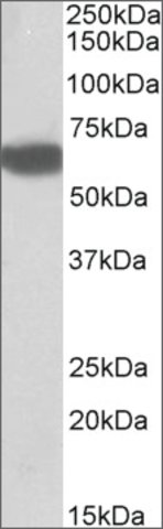 <B>Immunoblotting</B><BR/>Anti-BTD<B>Cat. No. SAB2502164</B>: Immunoblotting (0.5 μg/mL) staining of Human Liver lysate (35 μg protein in RIPA buffer). Primary incubation was 1 hour. Detected by chemiluminescence.