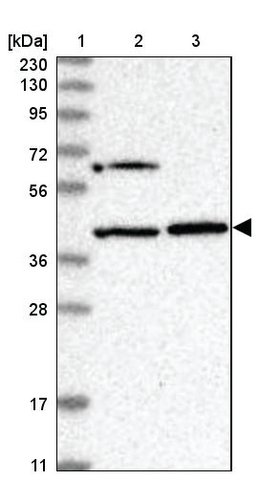 <B>Immunoblotting</B><BR/>Anti-COPS4: <B>Cat. No. HPA036894</B>: <BR/><B>Lane</B><BR/>1. Marker [kDa] 230, 130, 95, 72, 56, 36, 28, 17, 11<BR/>2. Human cell line RT-4<BR/>3. Human cell line U-251 MG sp
