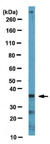 Western Blotting Analysis: <br />Representative lot data. <br />Mouse E13-14 brain tissue lysate was probed with Anti-Nkx2.2, clone 1C11 (1 µg/mL).  <br />Proteins were visualized using a Goat Anti-Mouse IgG secondary antibody conjugated to HRP and a chemiluminescence detection system. <br />Arrow indicates Nkx2.2 (~37 kDa). <br />Note:  Uncharacterized bands may appear at ~25 kDa and ~300 kDa in some lysates.