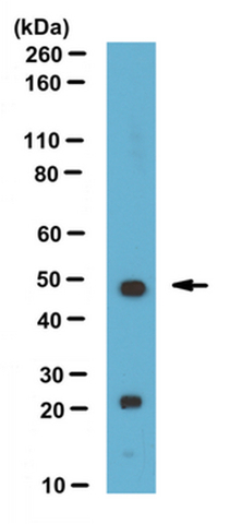 Western Blotting Analysis: <br />Representative lot data. <br />Mouse heart tissue lysate were probed with Cat. No. ABD75, THAP11 (Ronin) (1 µg/mL) . <br />Proteins were visualized using a Donkey Anti-Rabbit secondary antibody conjugated to HRP and a chemiluminescence detection system. <br />Arrow indicates Thap11 (~ 48 kDa). Note: Uncharacterized bands appear at ~20-25 kDa in some lysates.