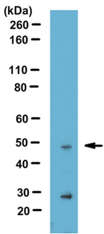 Western Blotting Analysis: <br />Representative lot data. <br />Mouse liver tissue lysate were probed with Cat. No. ABD75, THAP11 (Ronin) (1 µg/mL) . <br />Proteins were visualized using a Donkey Anti-Rabbit secondary antibody conjugated to HRP and a chemiluminescence detection system. <br />Arrow indicates Thap11 (~ 48 kDa). Note: Uncharacterized bands appear at ~20-25 kDa in some lysates.