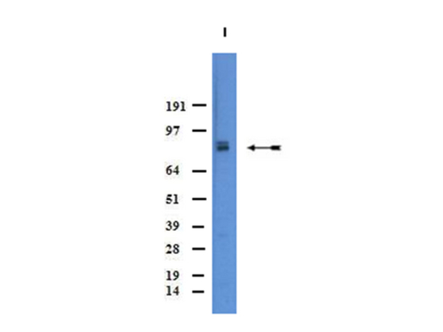Western Blot Analysis:<br />Nonstimulated PC12 lysate was resolved by electrophoresis, transferred to PVDF and probed with anti-Norepinephrine Transporter (1:1,000). Proteins were visualized using a donkey anti-rabbit secondary antibody conjugated to HRP and a chemiluminescence detection system.  <br /><br />Arrow indicates NET (~69kDa).