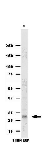 Western Blotting Analysis: <br />Representative lot data. <br />Human liver tissue lysate was probed with Anti-TMEM126A (0.125µg/mL).  <br />Proteins were visualized using a Donkey Anti-Rabbit IgG secondary antibody conjugated to HRP and a chemiluminescence detection system. <br />Arrow indicates TMEM126A (~23 kDa).