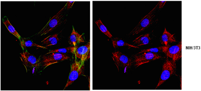 Immunocytochemistry: <br />Representative lot data. <br />Confocal fluorescent analysis of NIH/3T3 cells using ABT60 (Red). Actin filaments have been labeled with AlexaFluor®488 -Phalloidin (Green). Nucleus is stained with DAPI (Blue). This antibody positively stains cytoplasm and membrane. The staining pattern is as expected: stains the membrane/cytoplasm, including ER, Golgi, etc,. Staining is also localized to a perinuclear compartment near the microtubule-organizing center (MTOC). Staining is also detected in tubulo-vesicular structures in the cell periphery that frequently localized along microtubules.