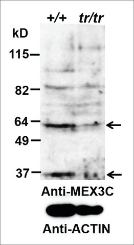 <B>Immunoblotting</B><BR/>Anti-MEX3C<B>Cat. No. SAB2502068</B>: Immunoblotting (0.2 μg/mL) staining of Mouse Testis (+/+ is wt, trp/trp is knock-down) lysate (35 μg protein in RIPA buffer). Primary incubation was 1 hour. Detected by chemiluminescence.