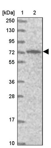<B>Immunoblotting</B><BR/>Anti-PIGB: <B>Cat. No. HPA039929</B>: <BR/><B>Lane</B><BR/>1. Marker [kDa] 250, 130, 95, 72, 55, 36, 28, 17, 10<BR/>2. Human cell line RT-4
