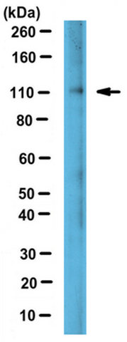 Western Blotting Analysis:<br />Representative lot data.<br />Mouse hepatocytes cell lysate was probed with Cat. No. ABS524, Anti-Lipin-2  (1.0 µg/mL). <br />Proteins were visualized using a Donkey Anti-Rabbit IgG secondary antibody conjugated to HRP and a chemiluminescence detection system.<br />Arrow indicates Lipin-2 (~110 kDa