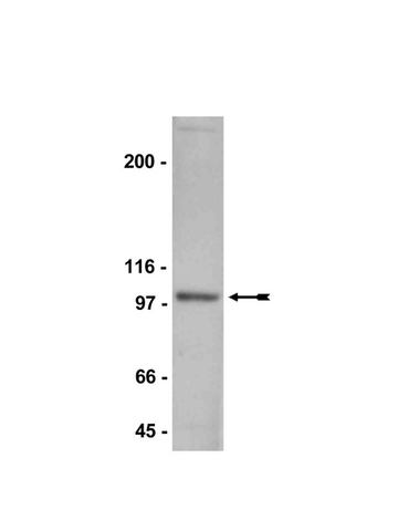WB: Rat brain microsomal protein preparation was probed with anti-NR3B (2μg/ml).