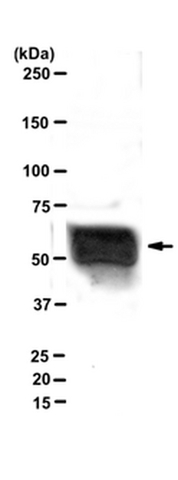 Western Blotting Analysis: <br />Representative lot data. <br />A1D1 purified protein from bovine tissue lysate was probed with Anti-Aggrecan, clone 7D1 (0.5 µg/mL). <br />Proteins were visualized using a Goat Anti-Mouse IgM secondary antibody conjugated to HRP and a chemiluminescence detection system. <br />Arrow indicates Aggrecan (~60 kDa).