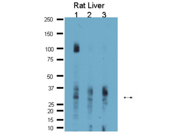 Western Blot Analysis:<br />Cat. AB10141 can detect AQP9 at 5,1 and 0.5 µg/mL on rat liver Lysate.