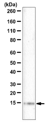 Western Blotting Analysis:<br />Representative lot data.<br />Rat testis tissue lysate was probed with Cat. No. ABC244, Anti-PATE1 (1:500 dilution). <br />Proteins were visualized using a Donkey Anti-Rabbit IgG secondary antibody conjugated to HRP and a chemiluminescence detection system.<br />Arrow indicates PATE1 (~14 kDa)