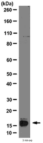 Western Blot (SNAP i.d. system) Analysis: Representative lot data. HeLa cell lysate was probed with Anti-MAP1LC3B2 (5 µg/mL). Proteins were visualized using a Donkey Anti-Rabbit IgG secondary antibody conjugated to HRP and a chemiluminescence detection system. Arrow indicates MAP1LC3B2 (~16 kDa).