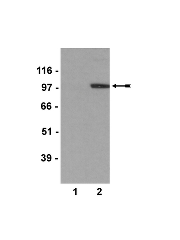 WB:  Lysates from untransfected (lane 1) and mouse Vav3-transfected Jurkat cells (lane 2) were probed with anti-Vav3.