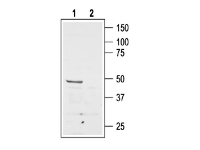 Western blotting of rat brain lysate:  <br /> 1. AB15554, 1:500. <br /> 2. AB15554, preincubated with the control peptide antigen.