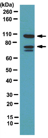 Western Blotting Analysis:<br />Representative lot data.<br />Mouse brain tissue lysate was probed with Anti-Amphiphysin II (1:1000 dilution). <br />Proteins were visualized using a Donkey Anti-Rabbit IgG secondary antibody conjugated to HRP (Cat. No. AP182P) and detected using a chemiluminescence detection system (Cat. No. 17-373). <br />Arrows indicate Amphiphysin I and II (~ 105 kDa, 75 kDa).