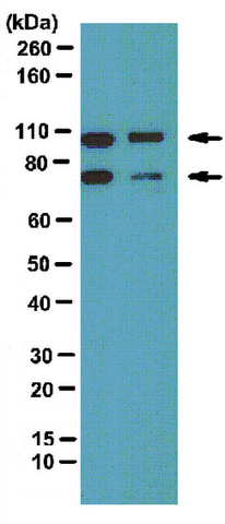 Western Blotting Analysis: <br />Representative lot data.<br />Rat brain membrane (lane 1) and mouse brain membrane (lane 2) tissue lysates were probed with Anti-Amphiphysin II (1:1000 dilution). <br />Proteins were visualized using a Donkey Anti-Rabbit IgG secondary antibody conjugated to HRP (Cat. No. AP182P) and detected using a chemiluminescence detection system (Cat. No. 17-373).<br />Arrows indicate Amphiphysin I and II (~ 105 kDa, 75 kDa).