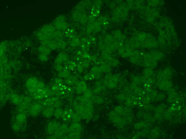 <b>Immunofluorescent Analysis:</b>  Staining pattern and morphology in e15.5 mouse pancreas.  Fixed frozen tissue, no antigen retrieval.  Antibody diluted 1:2000; secondary detection method was fluorescence (alexa488 conjugated donkey anti-rabbit).