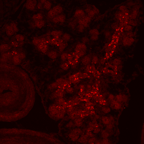 <b>Immunofluorescent Analysis:  </b>Staining pattern and morphology in e15.5 mouse pancreas.  Fixed frozen tissue , no antigen retrieval.  Antibody diluted to 1:1000; secondary detection method was fluorescence (Cy3 conjugated donkey anti-guinea pig1:400). 