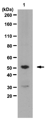Western Blotting Analysis: <br />Representative lot data. <br />Mouse embryonic stem cell chromatin extract was probed with Anti-KLF5 (Krüppel-like factor 5)  (1:2,000 dilution).  <br />Proteins were visualized using a Donkey Anti-Rabbit IgG secondary antibody conjugated to HRP and a chemiluminescence detection system. <br />Arrow indicates Krüppel-like factor 5 (~52 kDa). <br />Note: An uncharacterized band at ~30 kDa may be observed in some lysates.