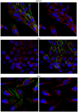 Immunocytochemistry Analysis: <br />Representative lot data. <br />Confocal fluorescent analysis of HeLa, A431, and NIH/3T3 cells using Cat. No. ABD37, Anti-REM 2 (GTP-binding protein) (1:500 dilution) and a  Donkey Anti-Rabbit IgG secondary antibody conjugated to Cy3 (Red). Actin filaments have been labeled with Alexa Fluor® 488 dye - Phalloidin (Green). Nucleus is stained with DAPI (Blue). This antibody positively stains the cytoplasm. 