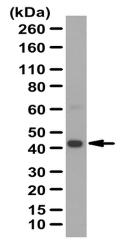 Western Blotting Analysis: <br />Representative lot data. <br />Human kidney tissue lysate was probed with Cat. No. ABD37, Anti-REM 2 (GTP-binding protein) (0.5 µg/mL). <br />Proteins were visualized using a Donkey Anti-Rabbit IgG secondary antibody conjugated to HRP and a chemiluminescence detection system. <br />Arrow indicates REM2 (~42 kDa). Note: An uncharacterized band appears at ~62 kDa in some lysates.