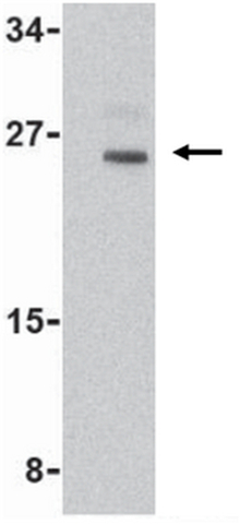Western Blotting Analysis:<br />Representative lot data.<br />Mouse muscle tissue lysate was probed with Cat. No. ABC845, Anti-Nop30 (2 µg/mL). <br />Proteins were visualized using a Goat Anti-Rabbit secondary antibody conjugated to HRP and a chemiluminescence detection system.<br />Arrow indicates Nop30 (~24 kDa)