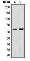 Western blot analysis of Cytokine IK expression in HeLa (A); HEK293T (B) whole cell lysates.