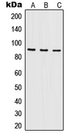 Western blot analysis of ILF3 expression in A431 (A); Raji (B); K562 (C) whole cell lysates.