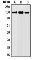 Western blot analysis of JAK1 (pY1022) expression in Ramos (A); Jurkat (B); L929 (C); PC12 (D) whole cell lysates.