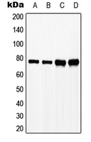 Western blot analysis of SLP76 (pY128) expression in HeLa H2O2-treated (A); Jurkat (B); Raw264.7 H2O2-treated (C); PC12 H2O2-treated (D) whole cell lysates.