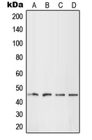 Western blot analysis of LHX1 expression in HEK293T (A); HepG2 (B); SP2/0 (C); H9C2 (D) whole cell lysates.