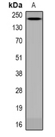 Western blot analysis of ANAPC1 (pS688) expression in HEK293 LPS-treated (A) whole cell lysates.