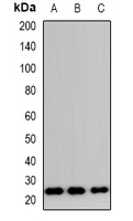 Western blot analysis of TP53INP2 expression in HeLa (A); RAW264.7 (B); H9C2 (C) whole cell lysates.