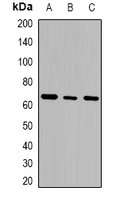 Western blot analysis of GTPBP2 expression in THP1 (A); K562 (B); Jurkat (C) whole cell lysates.
