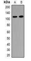 Western blot analysis of USP37 expression in HeLa (A); mouse brain (B); rat brain (C) whole cell lysates.