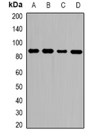 Western blot analysis of ZNF839 expression in HeLa (A); MCF7 (B); RAW264.7 (C); H9C2 (D) whole cell lysates.